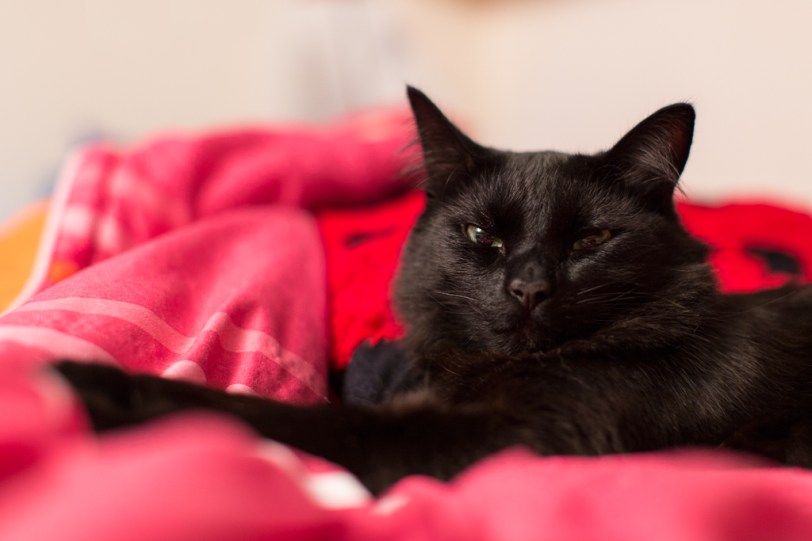 David Williams Photography