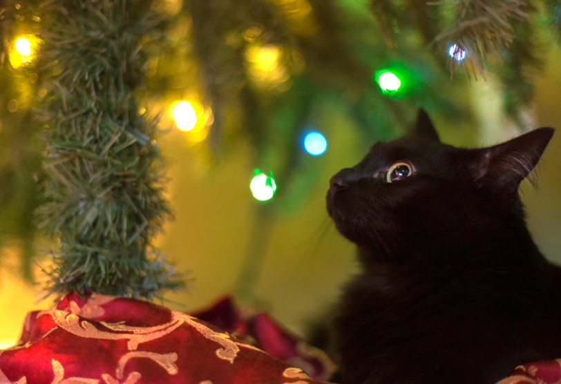 David Williams Photography Wordless Wednesday ~12.19.12~