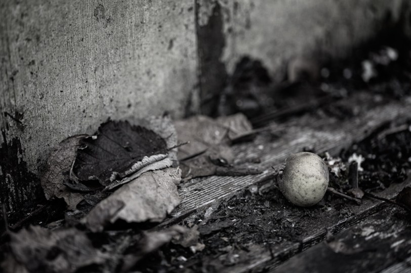 David Williams Photography Crabapple