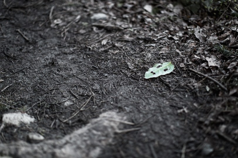 David Williams Photography Faced