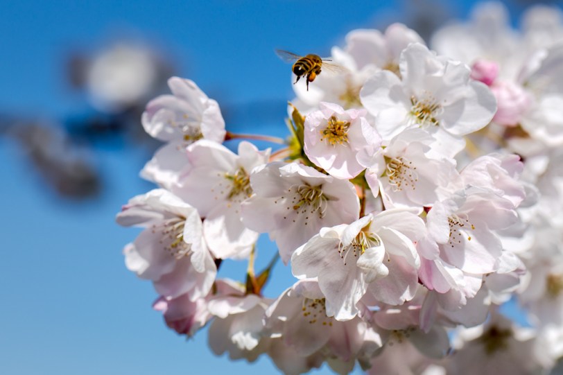 David Williams Photography All The Buzz