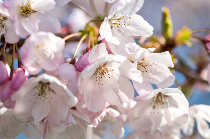 David Williams Photography Blossom