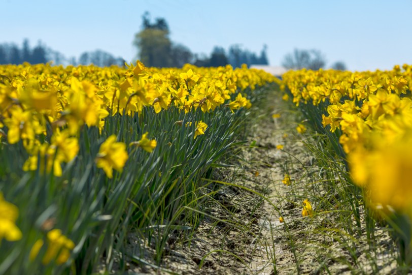 David Williams Photography daffodil