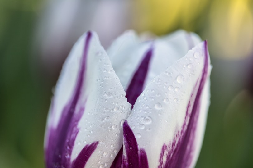 David Williams Photography Drip Drip Drip