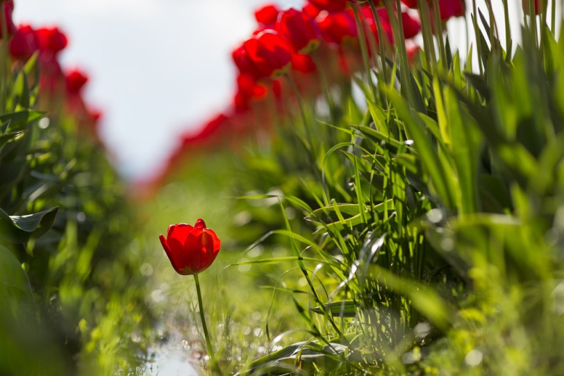 David Williams Photopraphy The Little Guy Part II