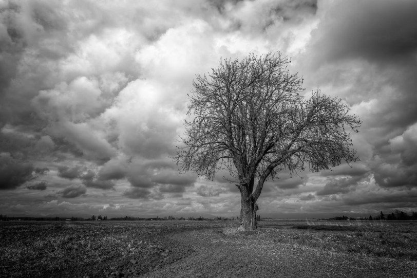David Williams Photography Tree