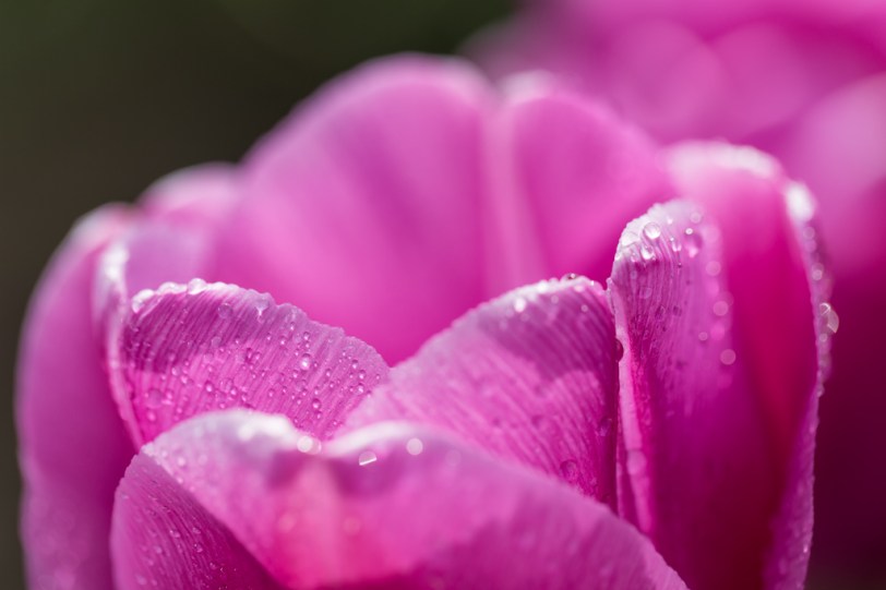 David Williams Photography Tulip Heart