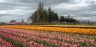 David Williams Photography Tulip Town