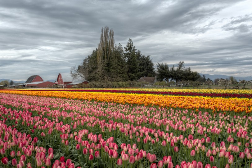 David Williams Photography Tulip Town