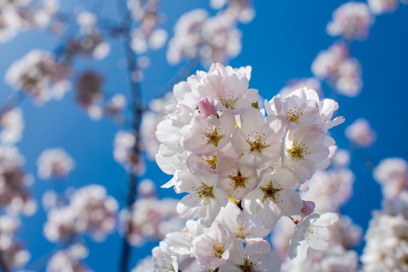 David Williams Photography Wishing