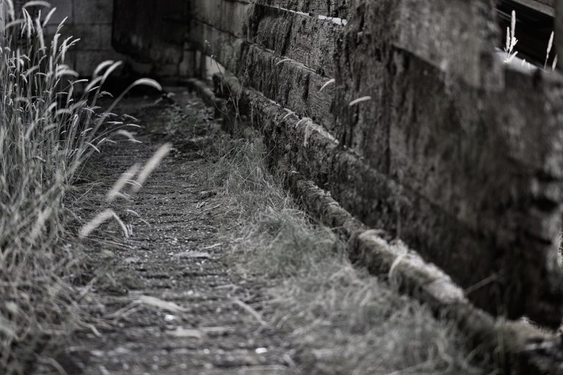 David Williams Photography Path