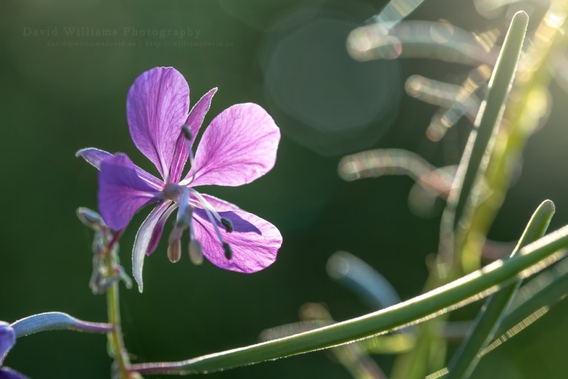 David Williams Photography Good Morning