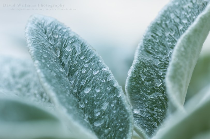 David Williams Photography Lambs Ear
