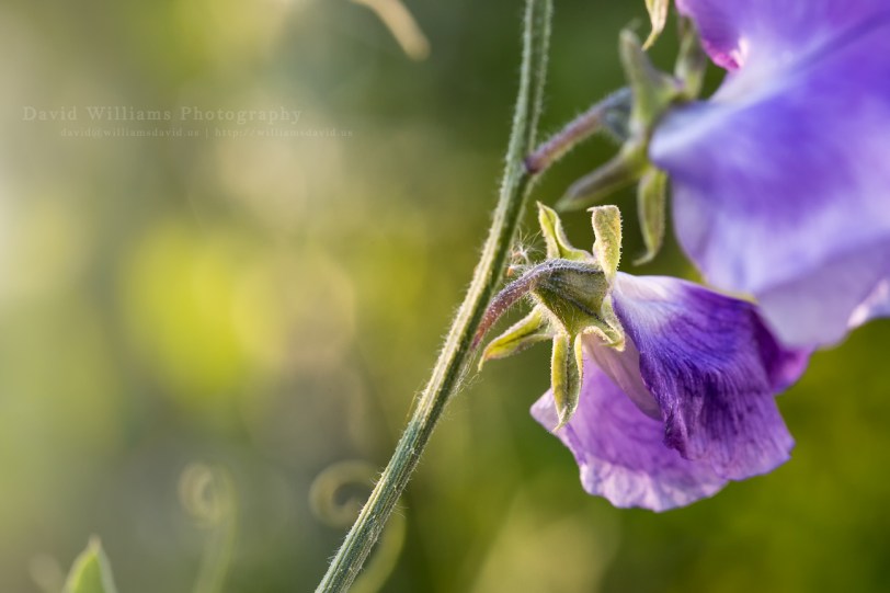 David Williams Photography Hello Sun