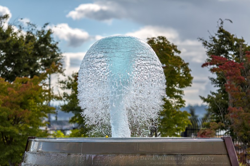 David Williams Photography Water Bloom