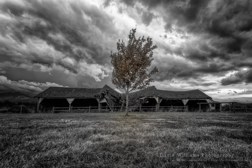 David Williams Photography A Tree B&W