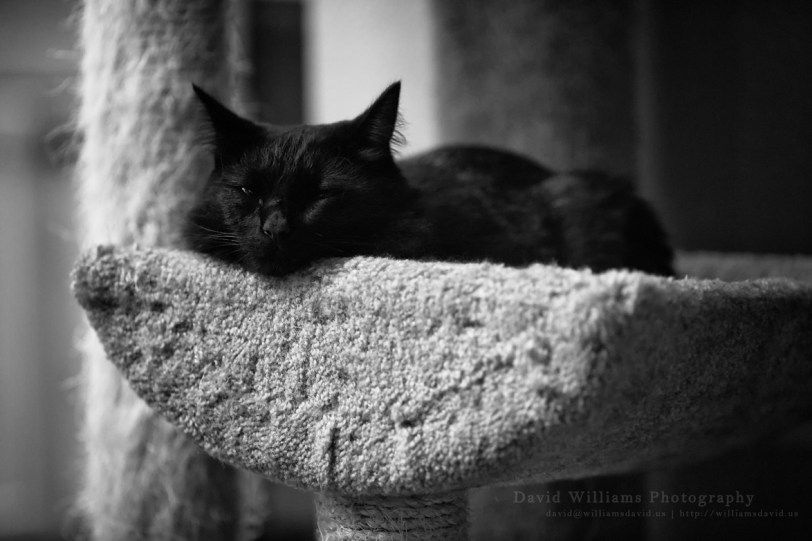 David Williams Photography Meow
