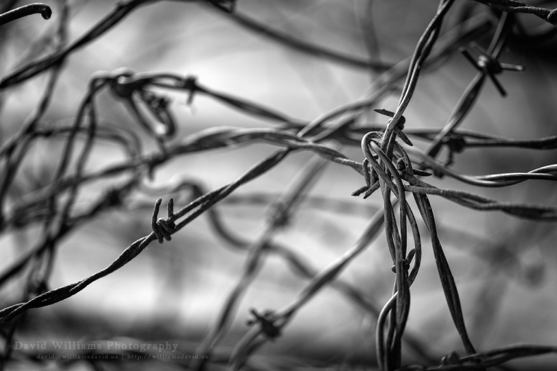 David Williams Photography Barb