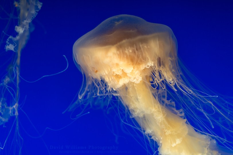 David Williams Photography Phacellophora Camtschatica