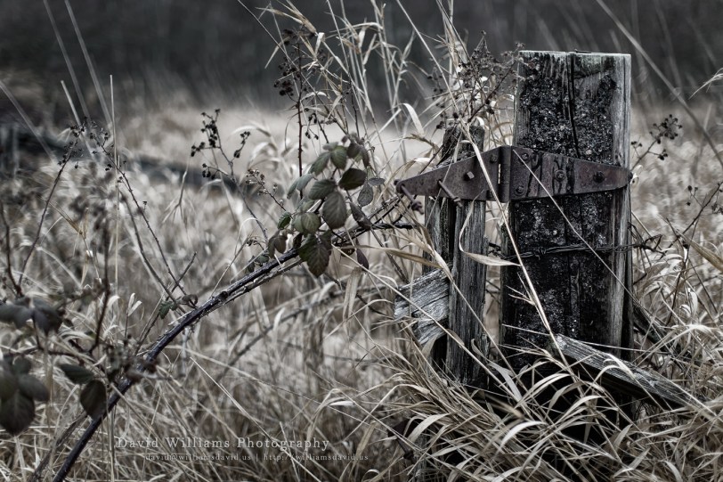 David Williams Photography Fenced
