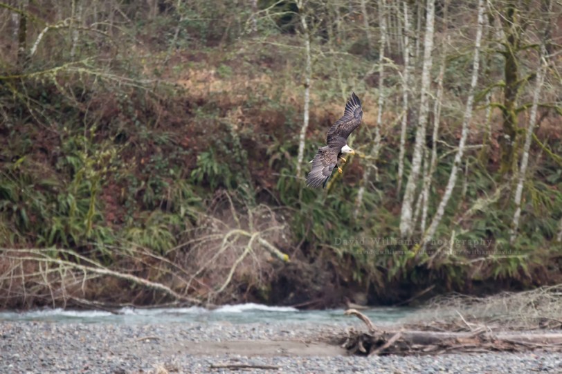 David Williams Photography Eagle Flying