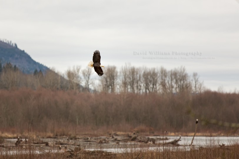 David Williams Photography Eagle Flying