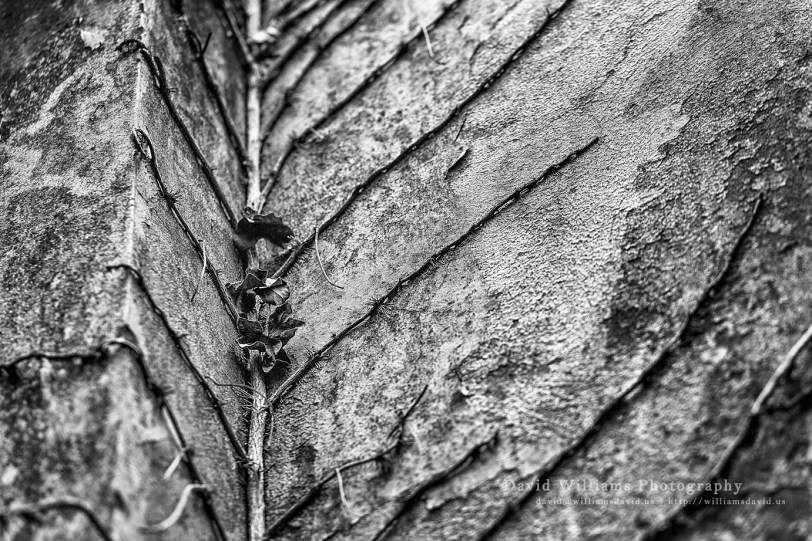 David Williams Photography Reaching