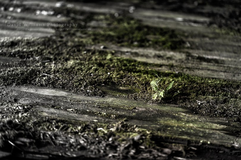 David Williams Photography Wordless Wednesday ~12.04.13~