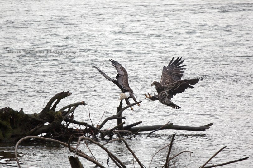 David Williams Photography Wordless Wednesday ~01.01.14~
