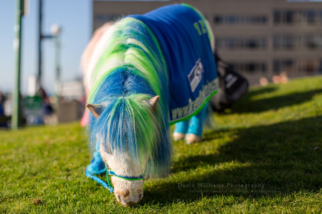 David Williams Photography Dreamland