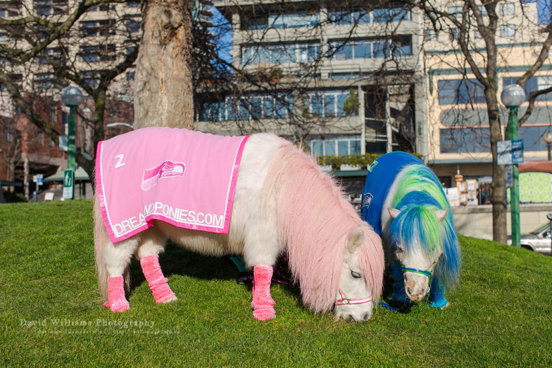 David Williams Photography Dreamland