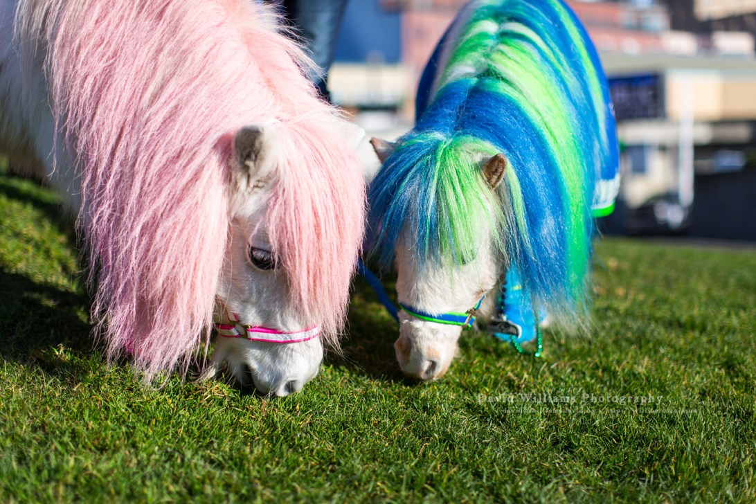 David Williams Photography Dreamland