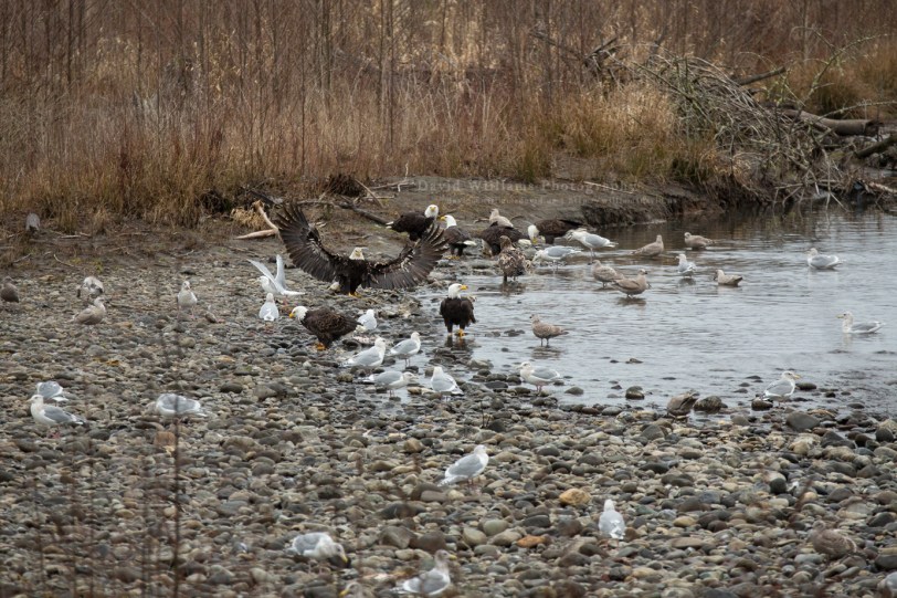 David Williams Photography Eagle Landing