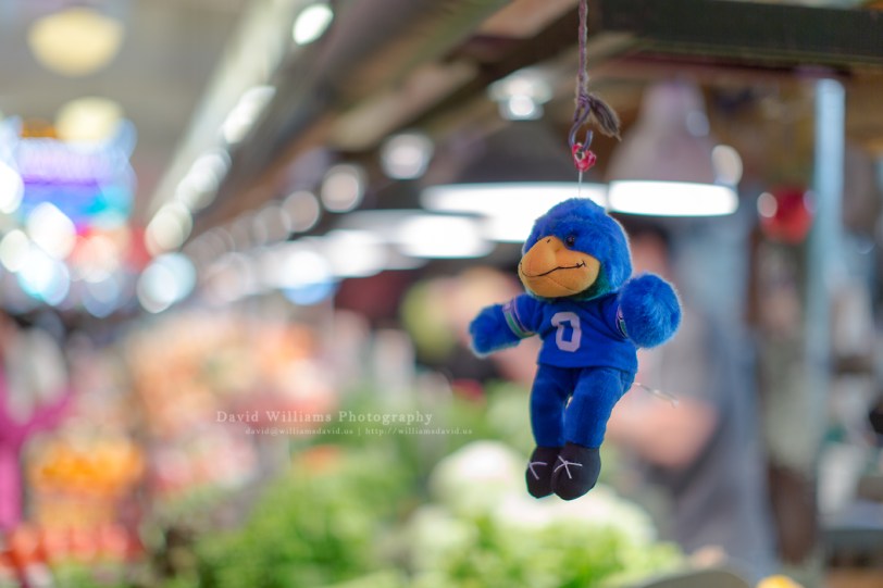 David Williams Photography Taima the Hawk