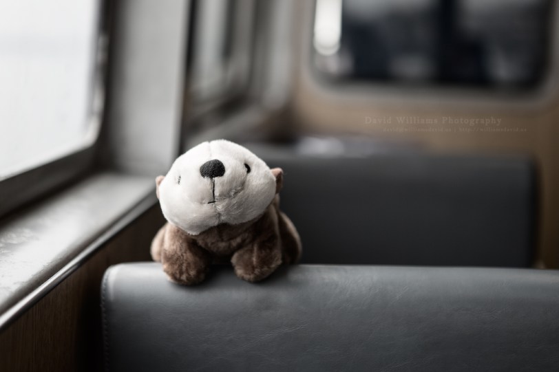 David Williams Photography Why I Otter