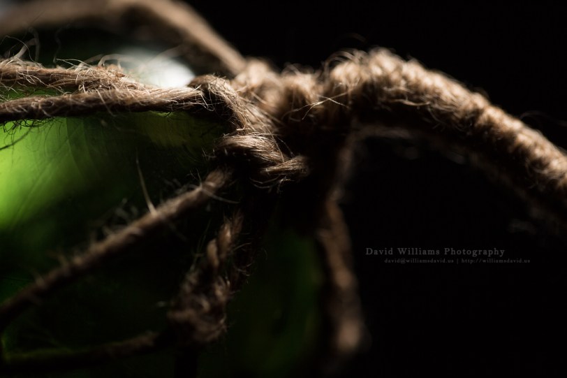 David Williams Photography Bobble