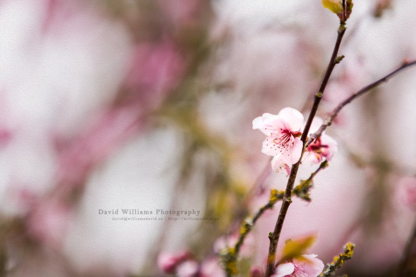 David Williams Photography Cherry Blossom