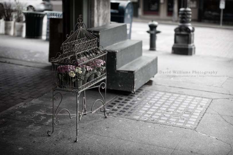 David Williams Photography Flowers in the