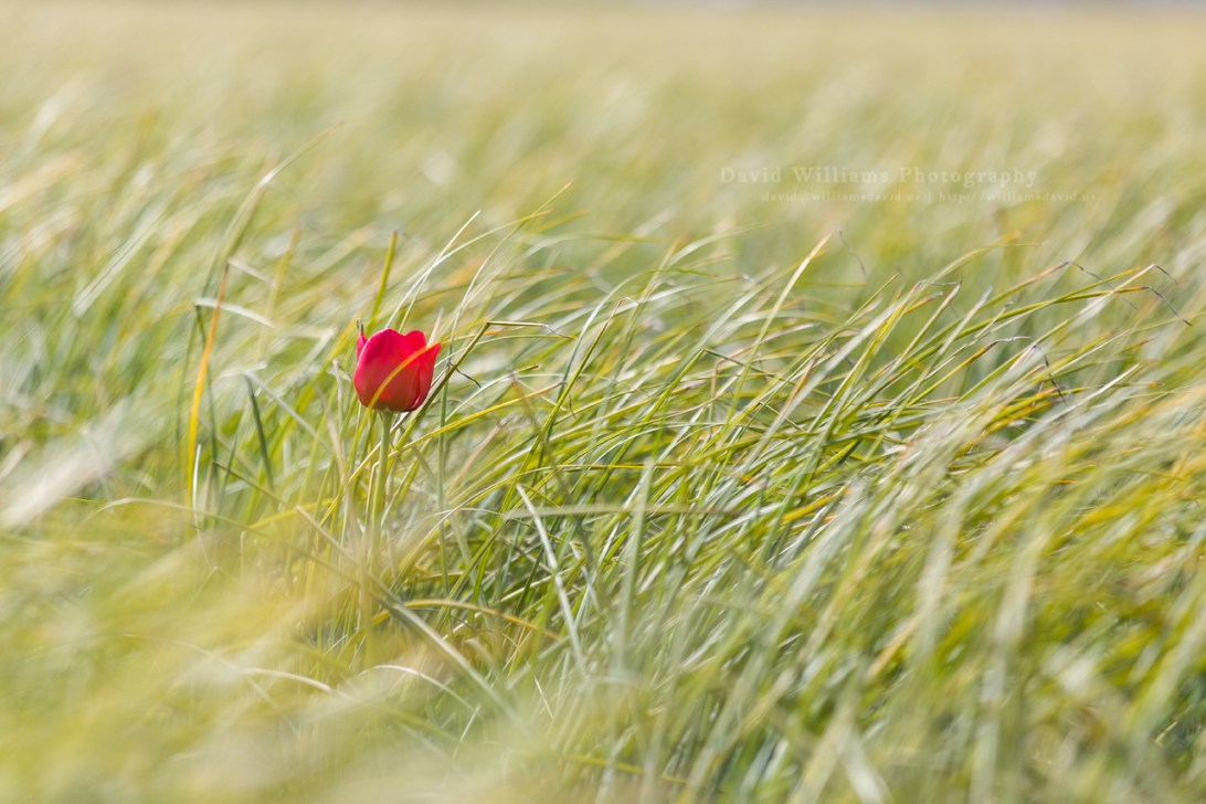 David Williams Photography