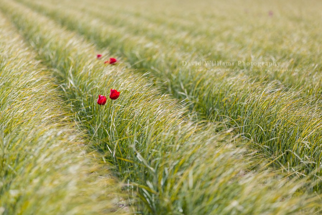 David Williams Photography