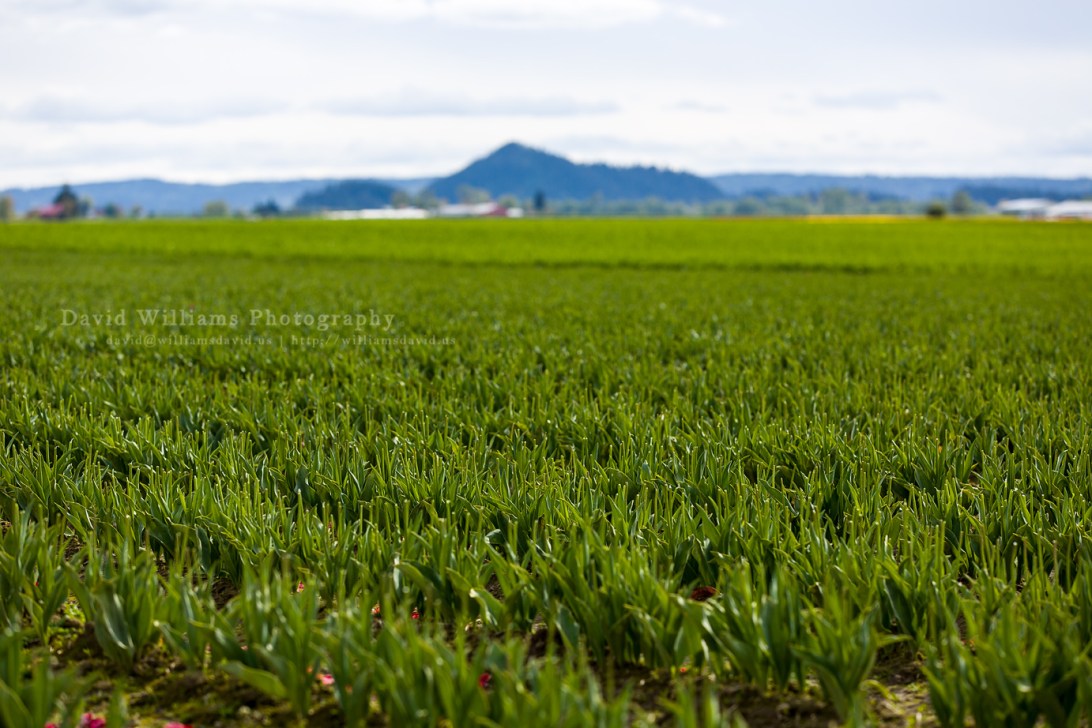 David Williams Photography