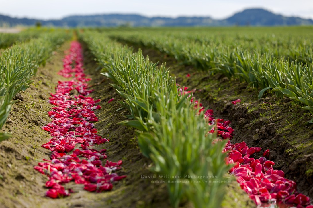 David Williams Photography