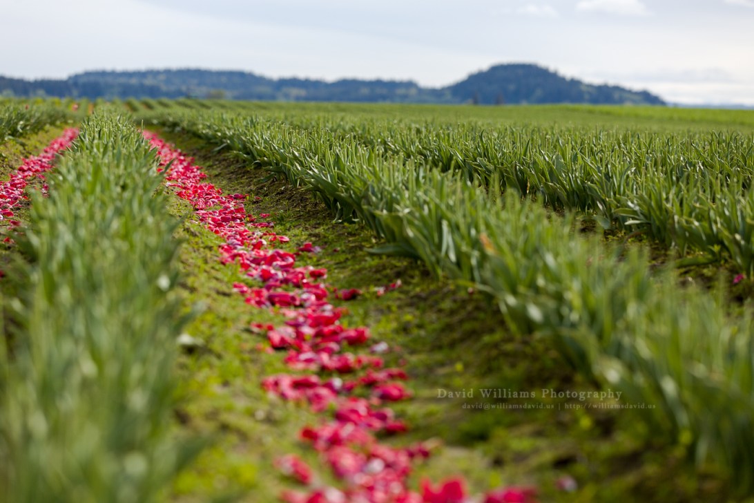 David Williams Photography