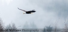 A Bald Eagle crying out loud while soaring through the air.