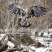 A juvenile eagle coming in for a landing.